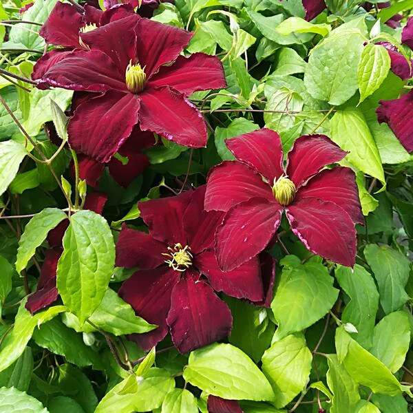 Clematis'Niobe' 