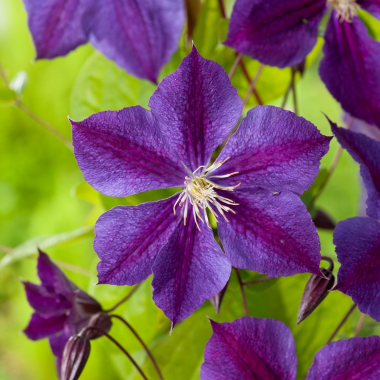 Clematis'Star of India' 