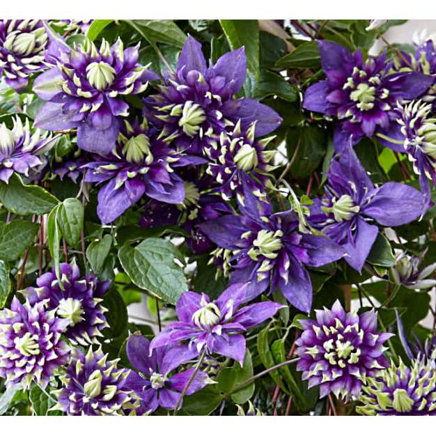 Clematis'Taiga' 