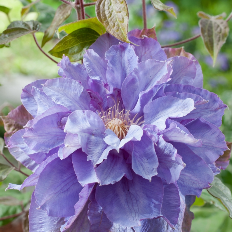 Clematis'Vyvyan Pennell' 