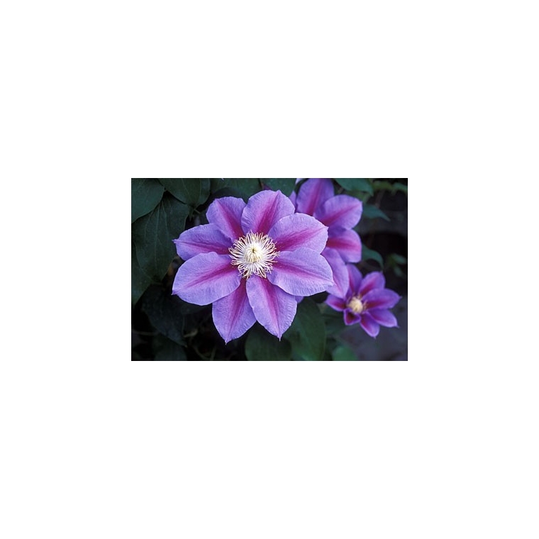 Clematis'Barbara Jackman' 