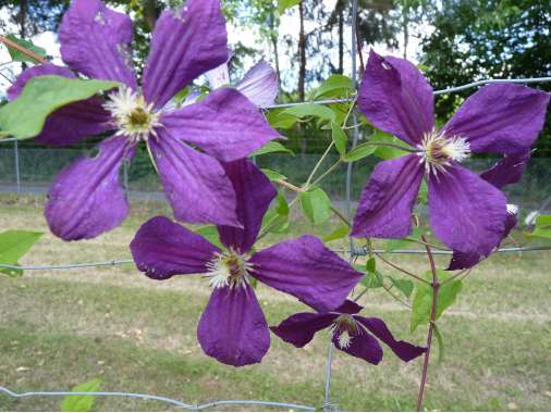 Clematis'Negritjanka 