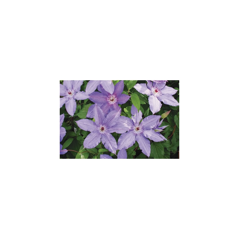 Clematis'Alice Fisk' 