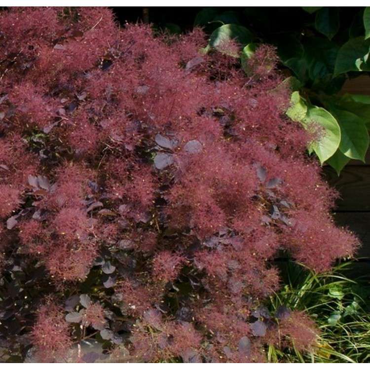 Cotinus'Dusky Maiden' 