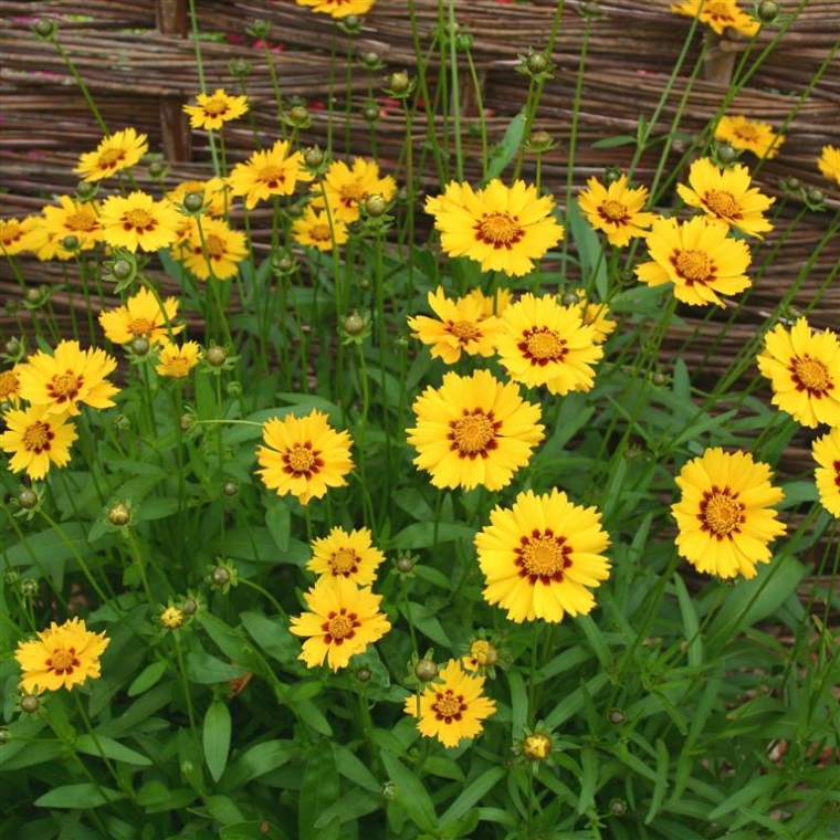 Coreopsis lanceolata'Sterntaler'