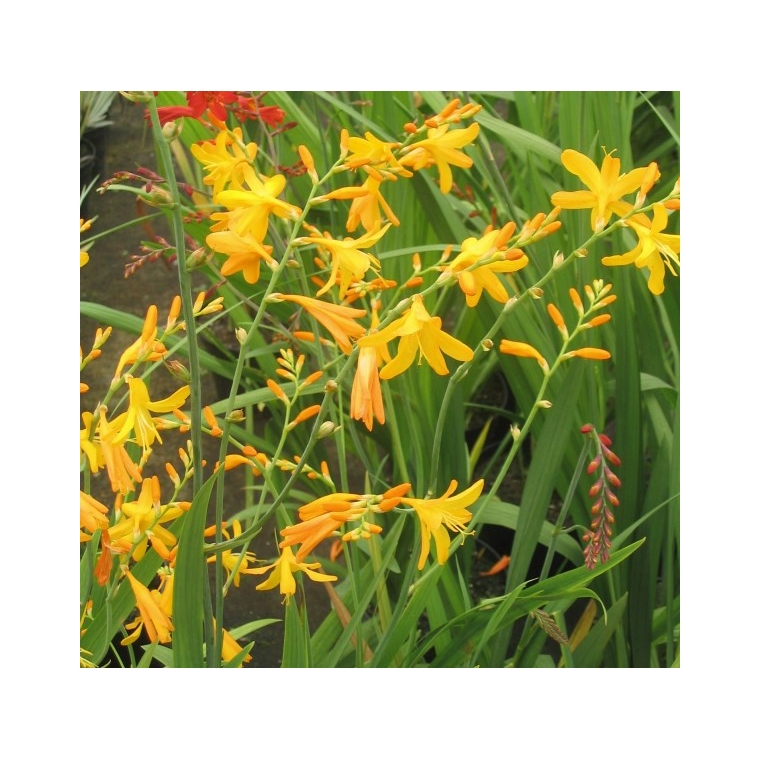 Crocosmia'George Davidson'