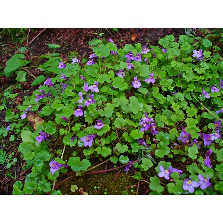 Cymbalaria muralis 