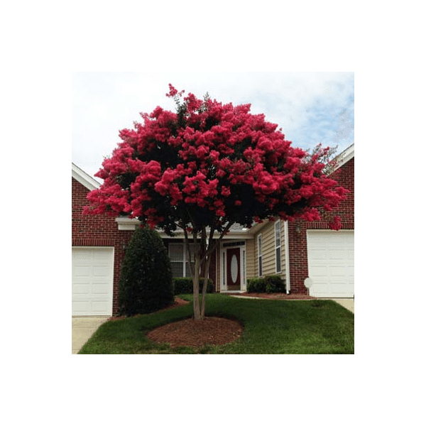 Lagerstroemia indica 'Dynabite' 