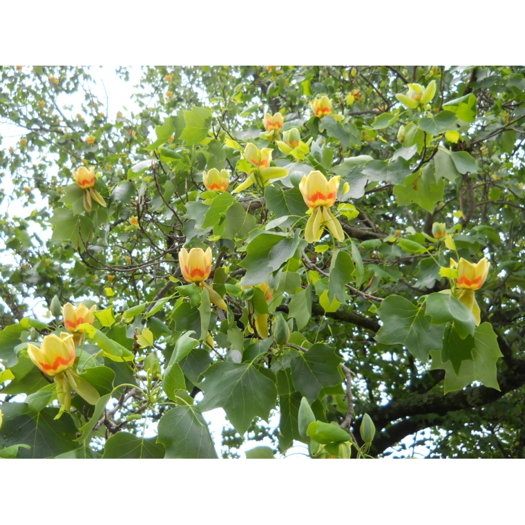 Liriodendron tulipiferum'Fastgiatum' 