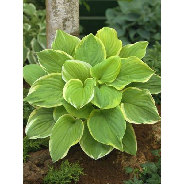 Hosta'Fragrant Bouquet'