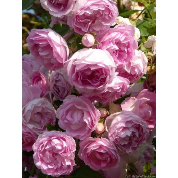 Rosa'Jasmina'