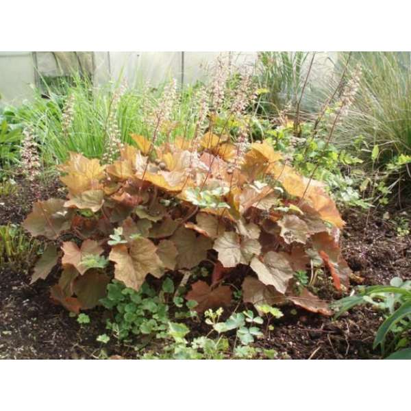 Heuchera'Brownies'