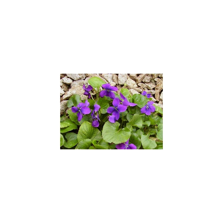 Viola odorata