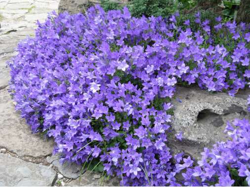 Campanula'Birch Hybrid'