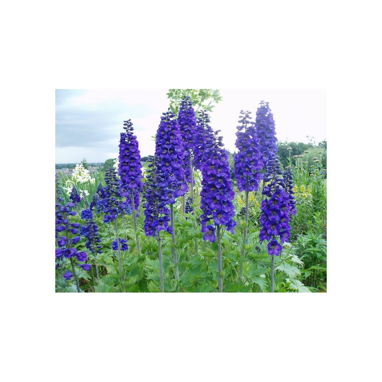 Delphinium pacific'Black Knight'