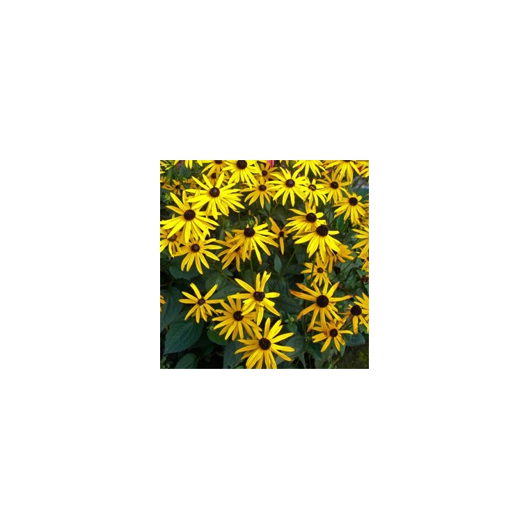 Rudbeckia fulgida'City Garden'