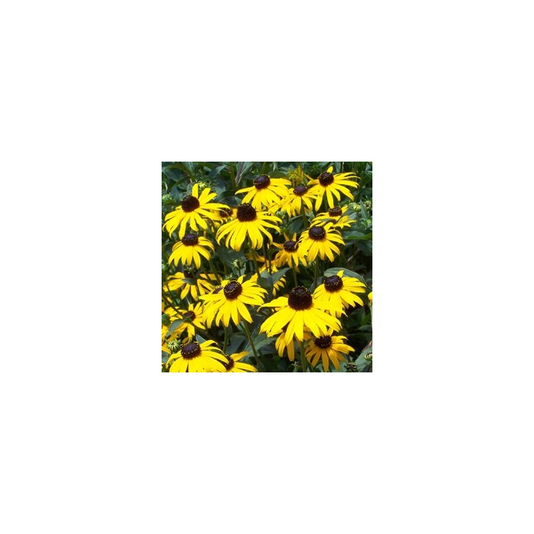 Rudbeckia fulgida'Early Bird'