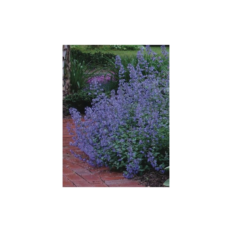 Nepeta racemosa'Blue Wonder'