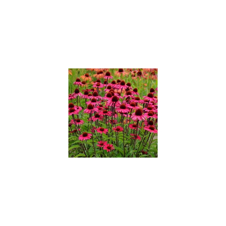 Echinacea purpurea'Sensation Pink' 