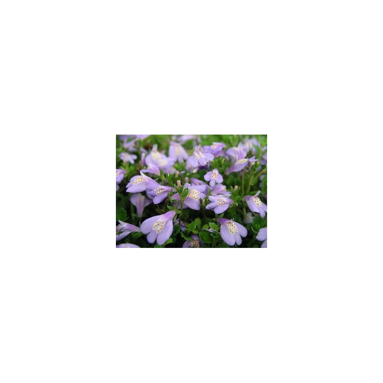 Mazus reptans 