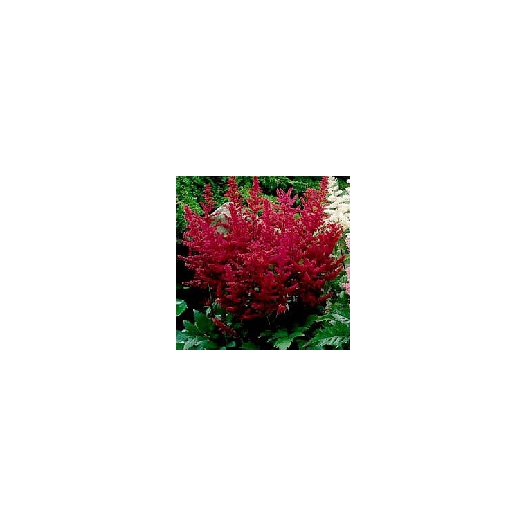 Astilbe arendsii'Etna' 