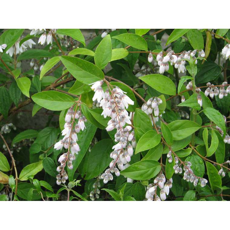 Deutzia pulchra 