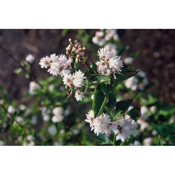 Deutzia sabra'Pride of Rochester' 