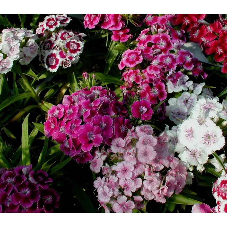 Dianthus barbatus'Nanus'