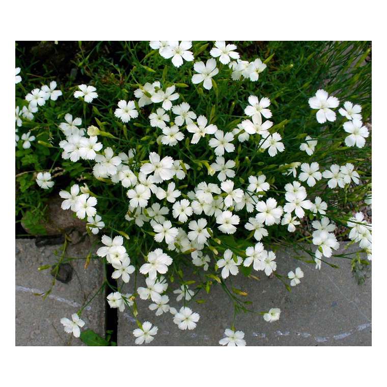 Dianthus deltoides'Albiflorus' 