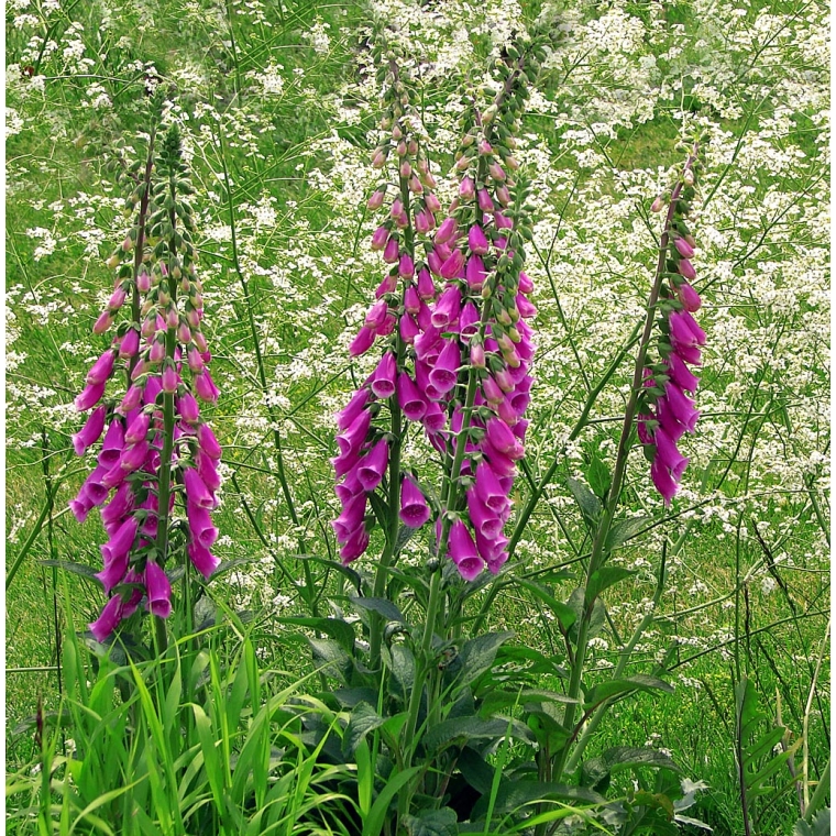 Digitalis purpurea