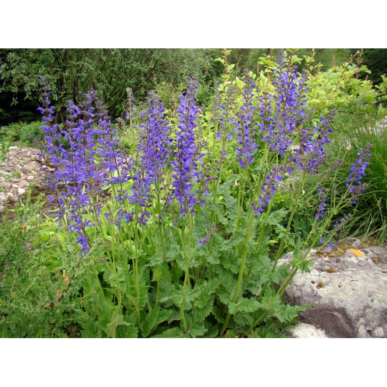 Salvia pratensis