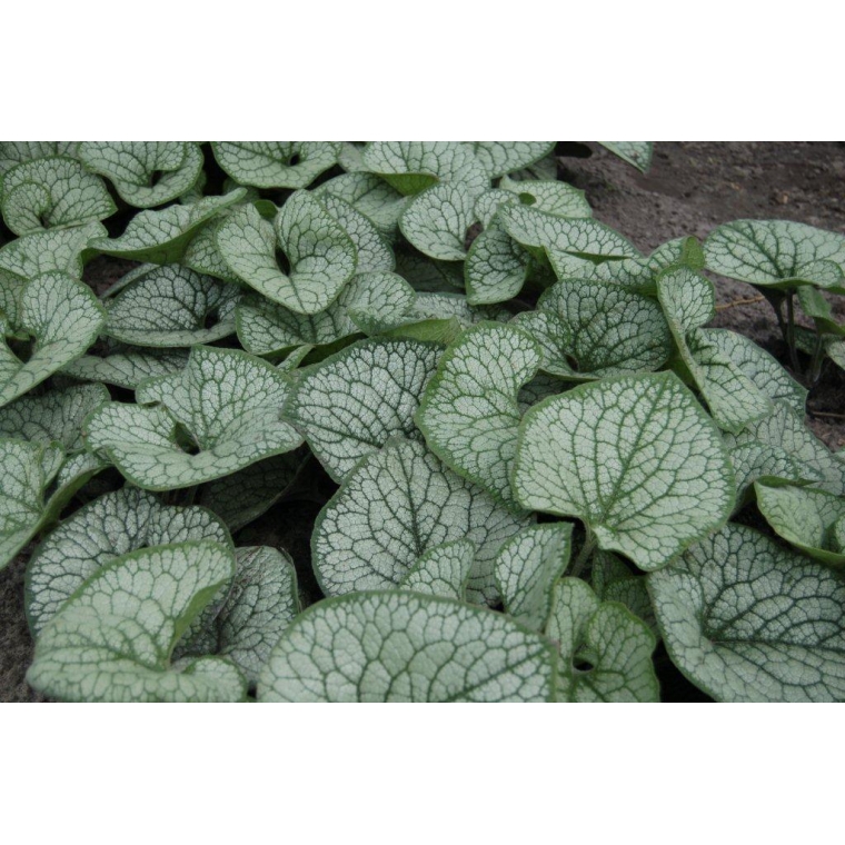 Brunnera macrophylla'Sea Heart'