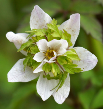 Anemone nemerosa'Green Fingers'