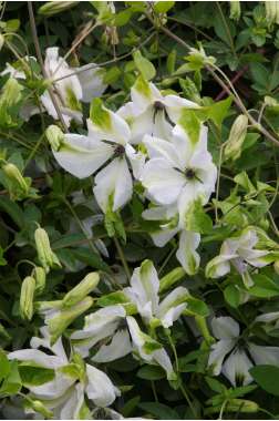 Clematis'Alba Luxurians' 