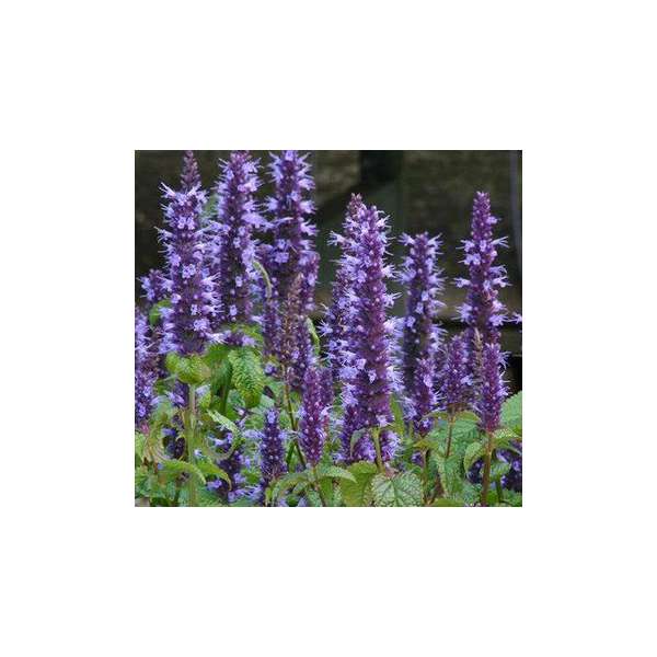 Agastache'Astello Indigo'