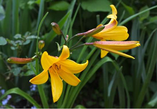 Hemerocallis dumortieri