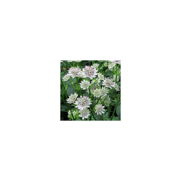 Astrantia major'Star of Billion'