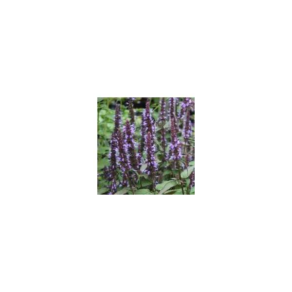 Agastache'After Eight'