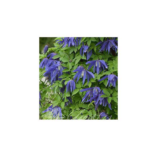 Clematis'Jiska' 