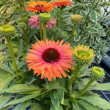 Echinacea purpurea'Sunseekers Rainbow'