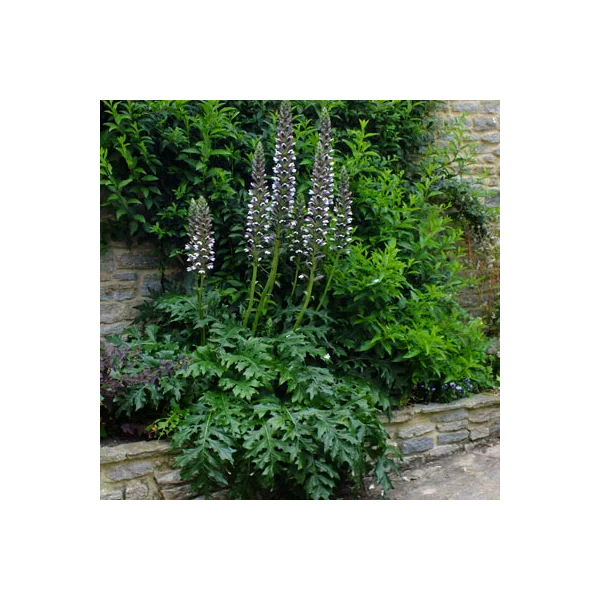 Acanthus mollis'Latifolius'