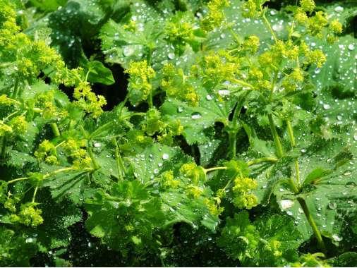 Alchemilla xanthochlora