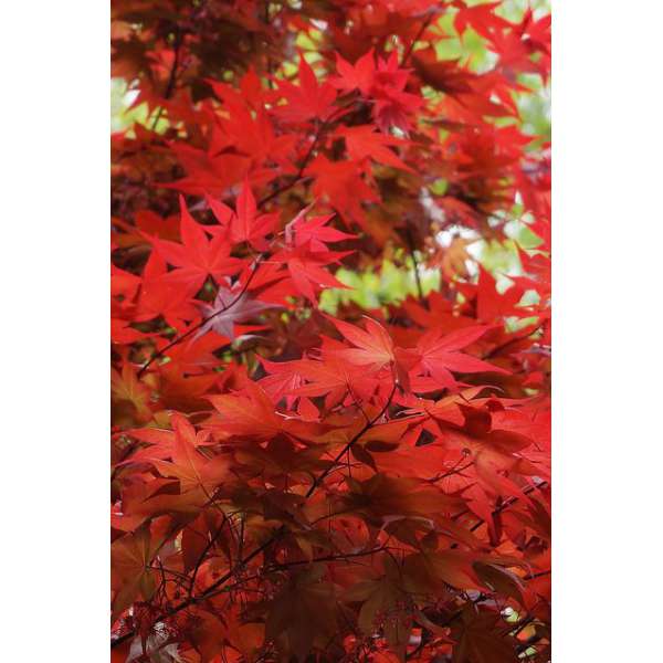 Acer palmatum'O-Kagami' 