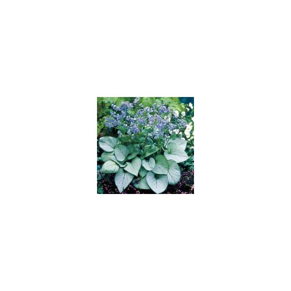 Brunnera macrophylla'Silver Heart'