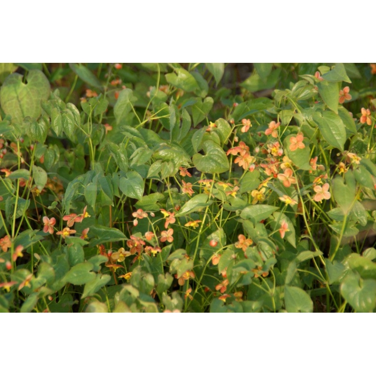 Epimedium pubigerum'Orangekönigin'