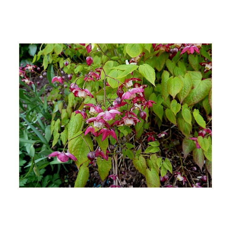 Epimedium rubrum