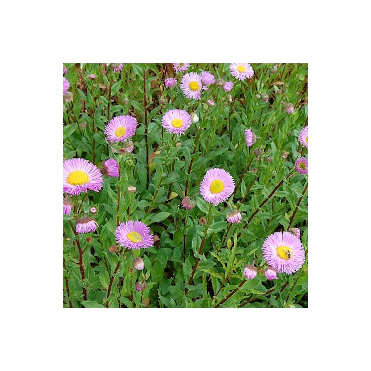 Erigeron hybride'Rosa Juwel'