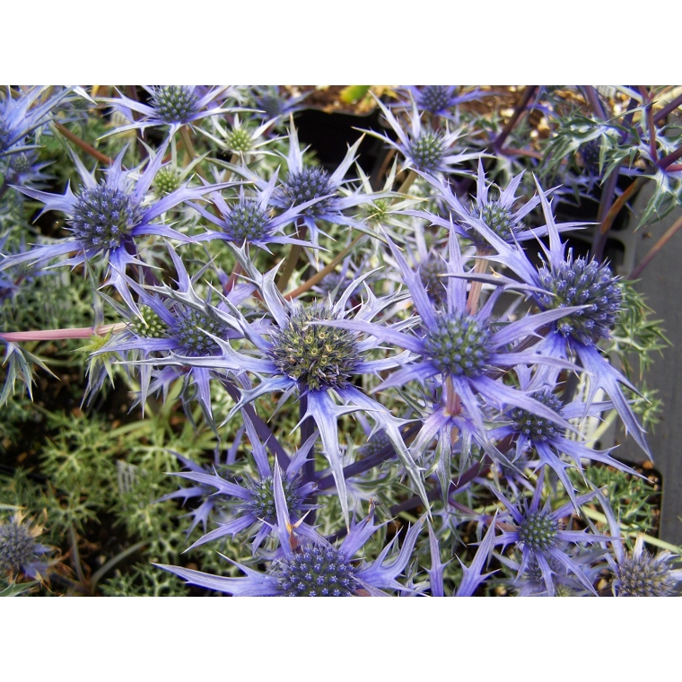 Eryngium bourgatii