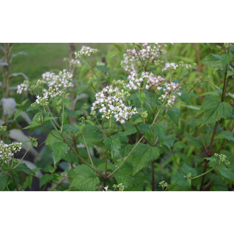 Eupatorium rugosum