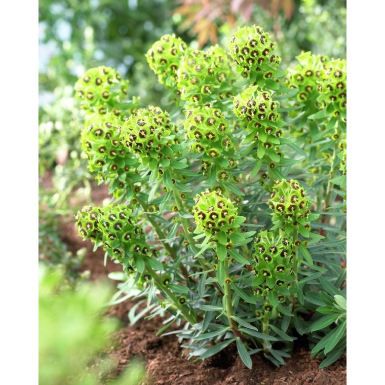 Euphorbia characias'Black Pearl' 